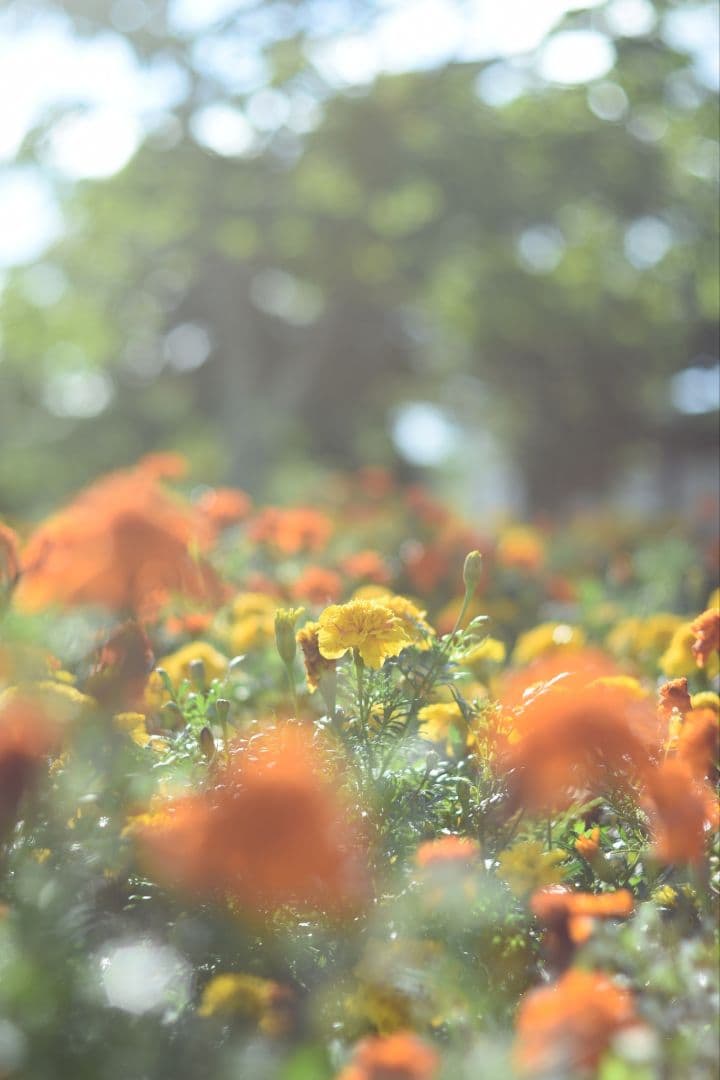 Nikon D7200　レンズ4本セット　オールド入り　バック、外箱付き