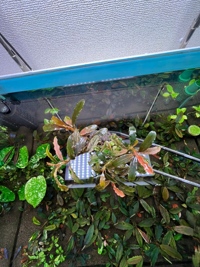 Bucephalandra sp. Varigata Pink 水中葉 6-7株