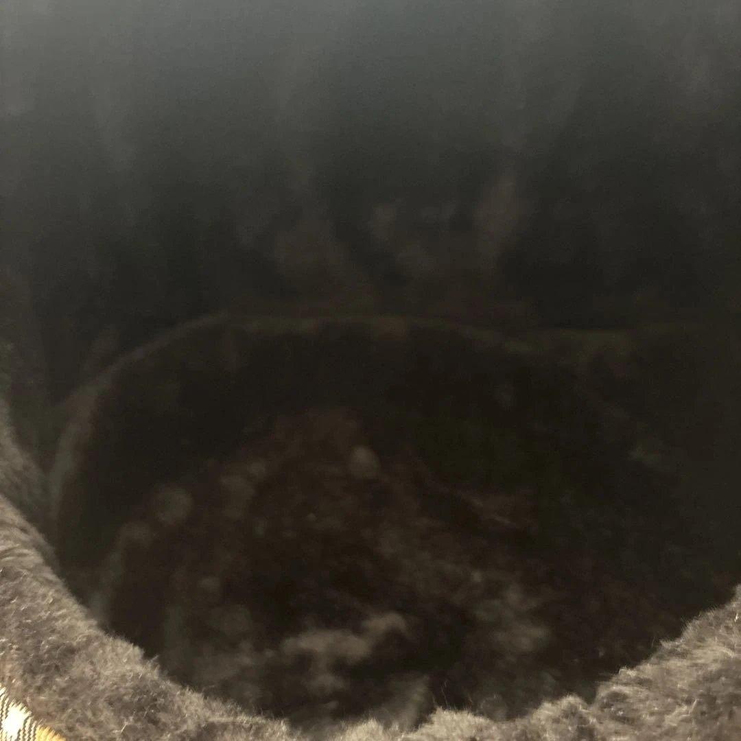 バーバリー　ペット