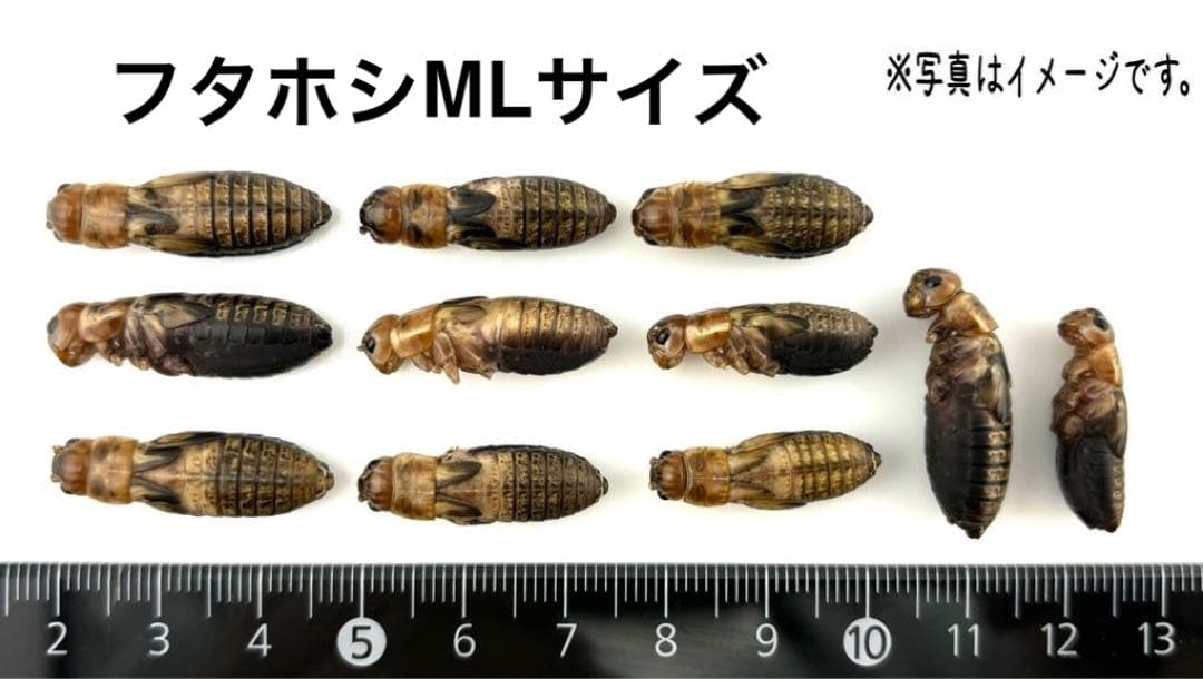 クロコML〜L500gフタホシML500gイエコML500gイエコM200g