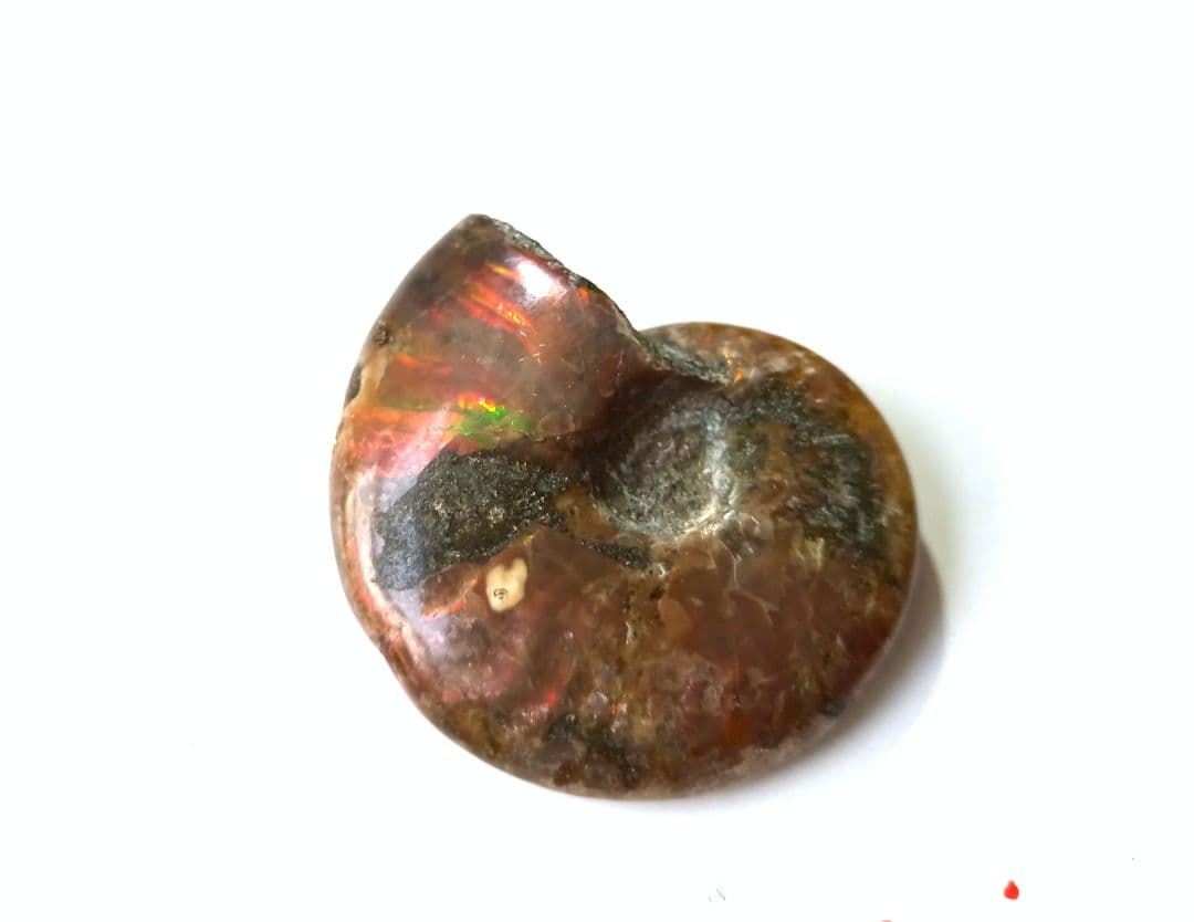 アンモナイト × オパール  アンモライト 赤系 ❒ 化石 45mm