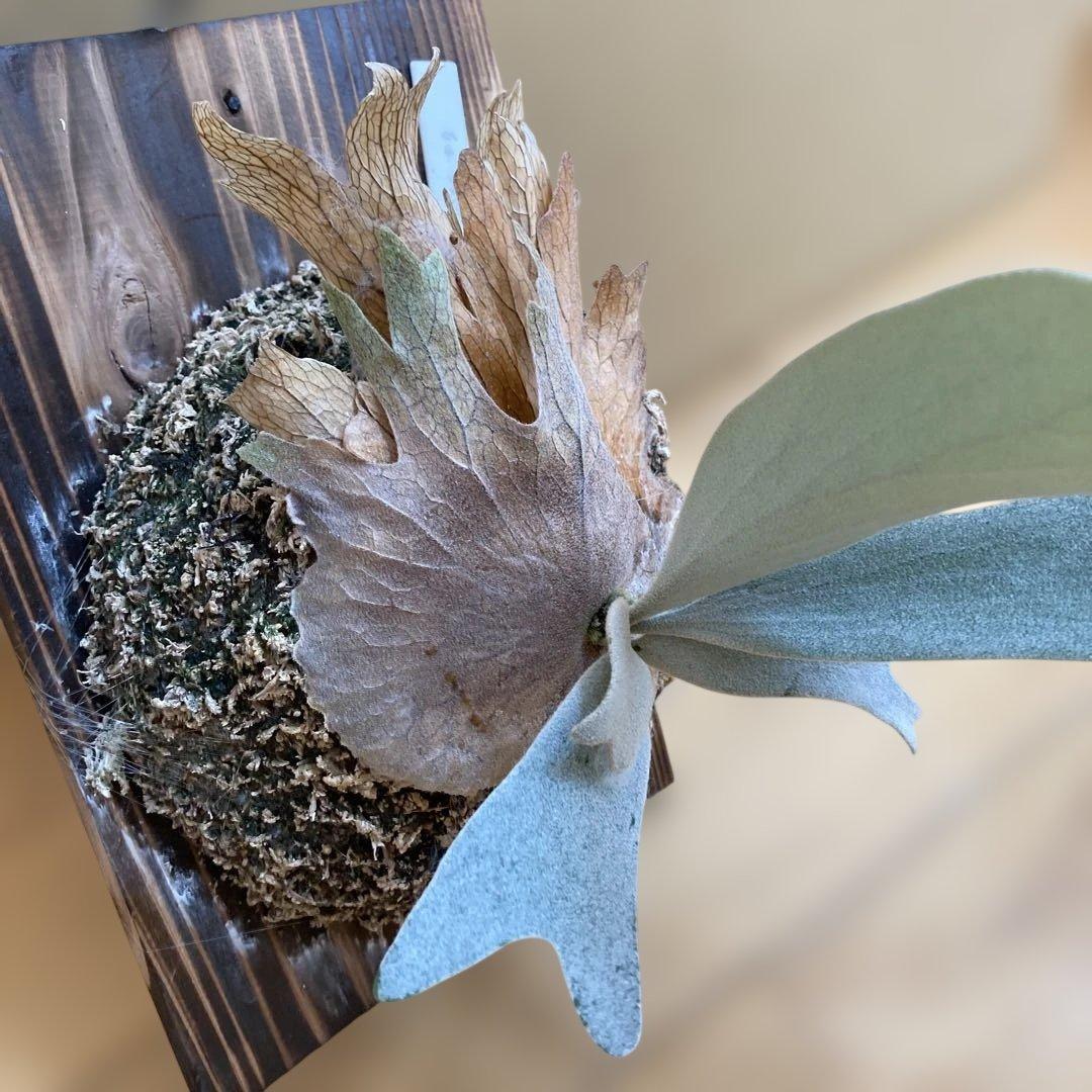 ビカクシダ P.White Vodka #2(from Yot)OC