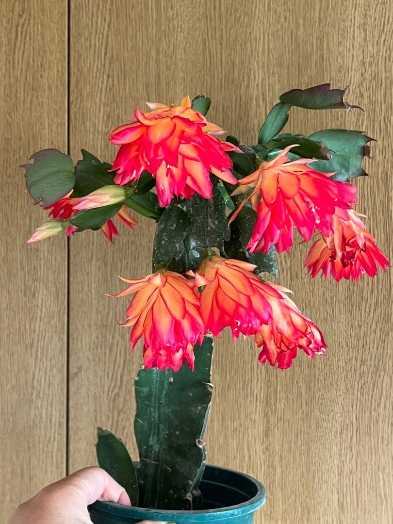 シャコバサボテン　接ぎ木　大きめ