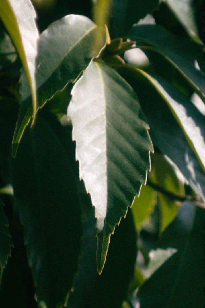 【ライカ】Elmarit-M 28mm f2.8 9枚玉 レッドスケール