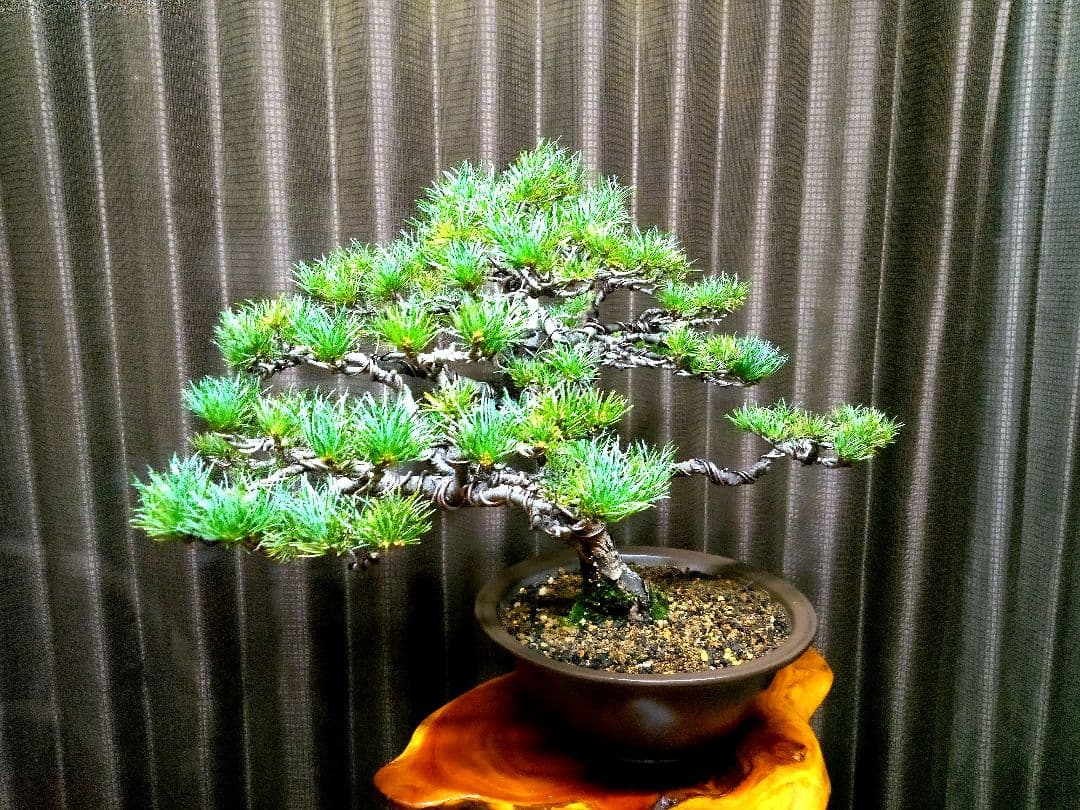 【中品　那須五葉松盆栽】　　　☆葉性抜群、お得品❗