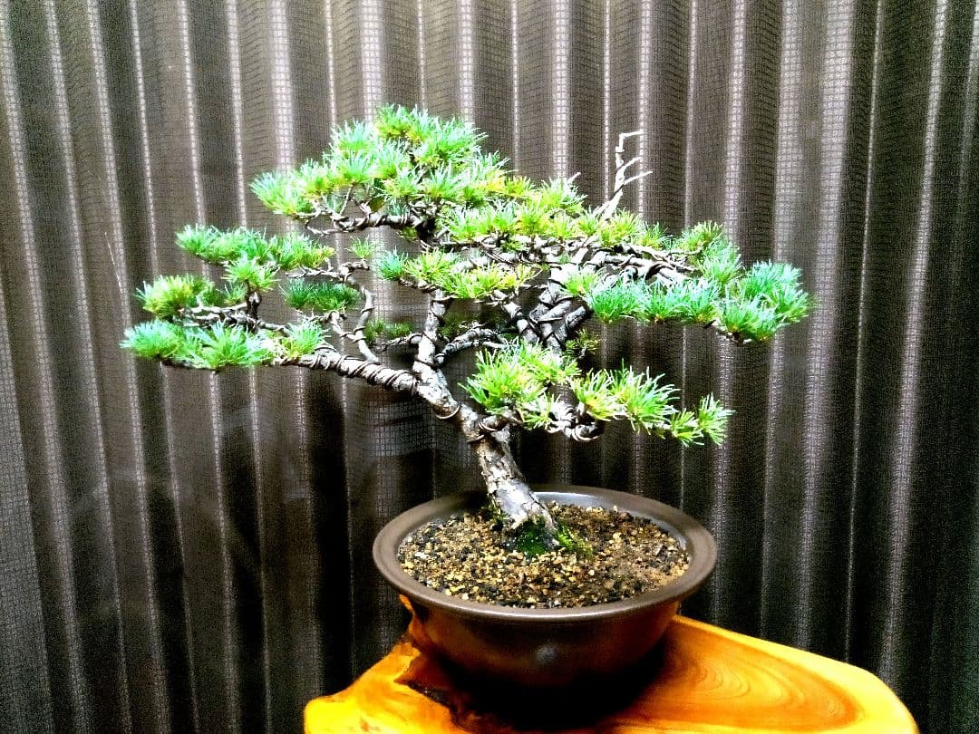 【中品　那須五葉松盆栽】　　　☆葉性抜群、お得品❗