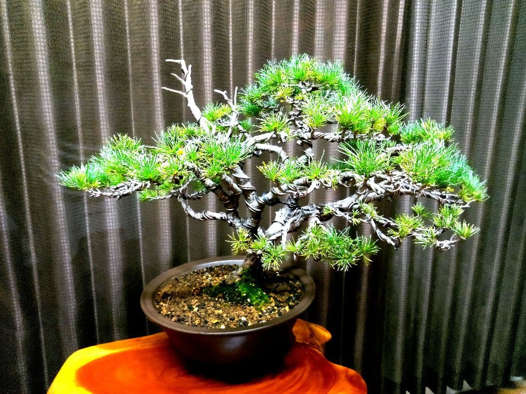 【中品　那須五葉松盆栽】　　　☆葉性抜群、お得品❗