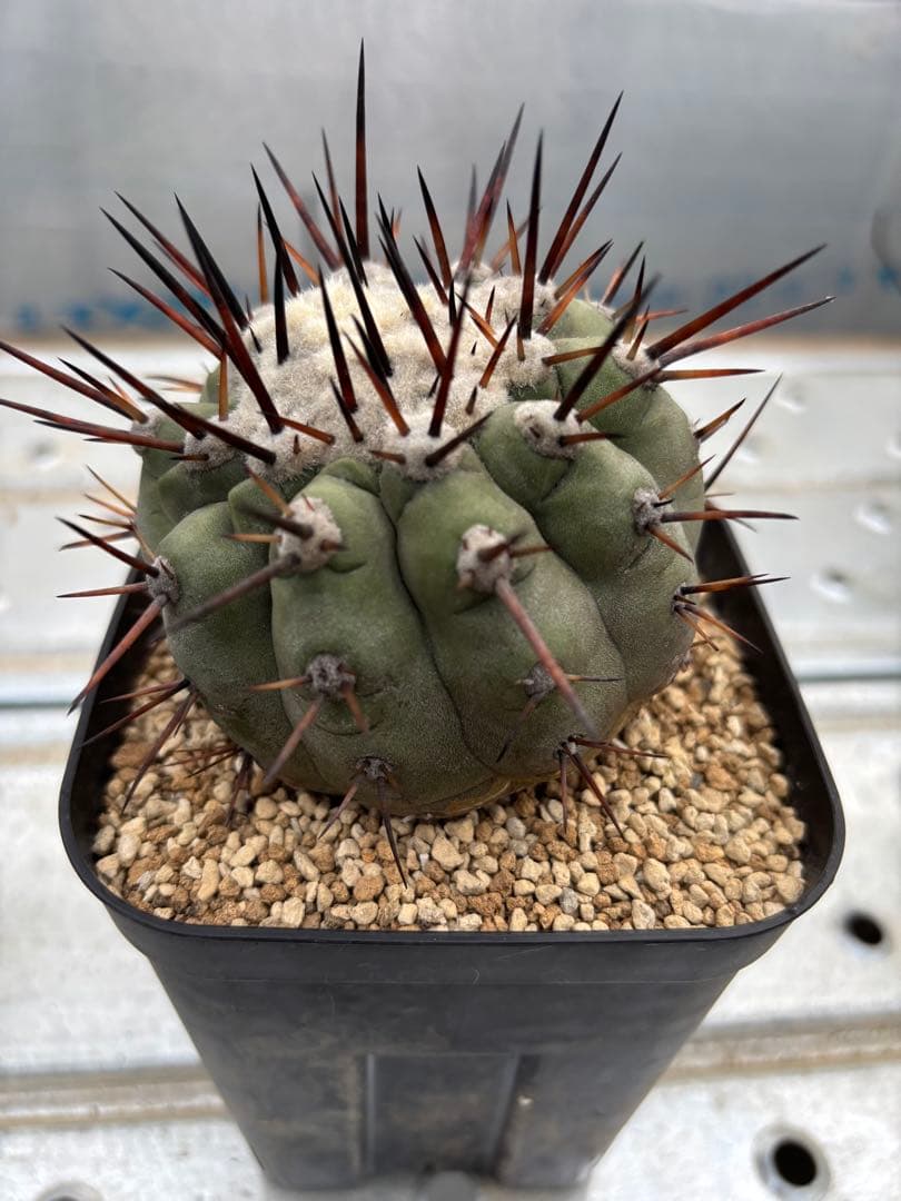 サボテン　黒王丸　台付