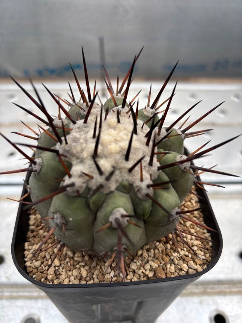 サボテン　黒王丸　台付