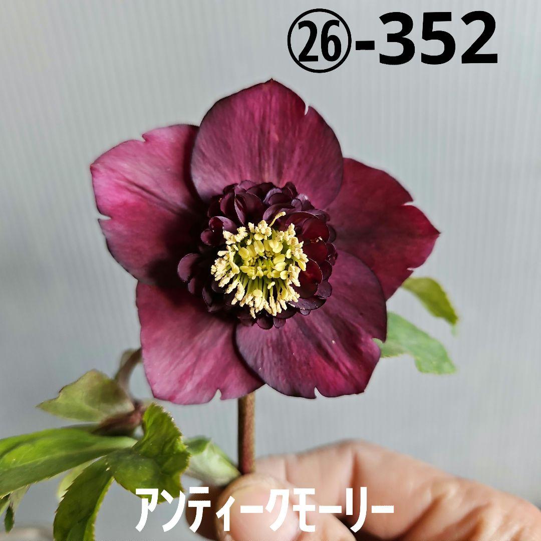 ㉖-352クリスマスローズ