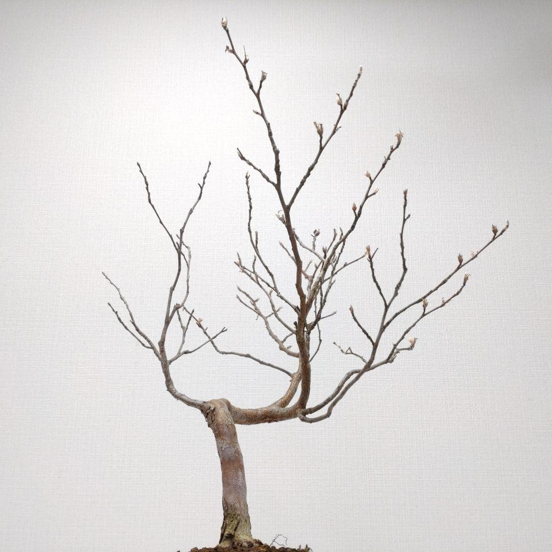 寒樹姫沙羅（ヒメシャラ）盆栽 SS023