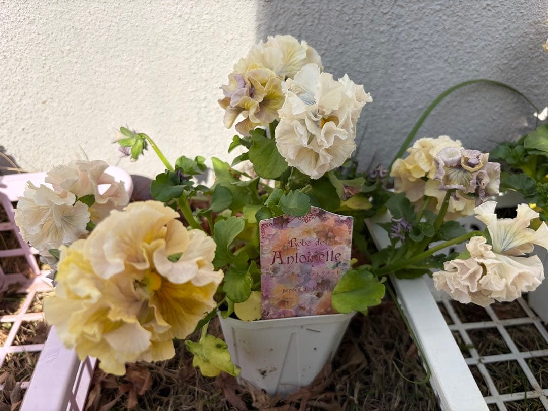 アントワネットとロココ　合計20個