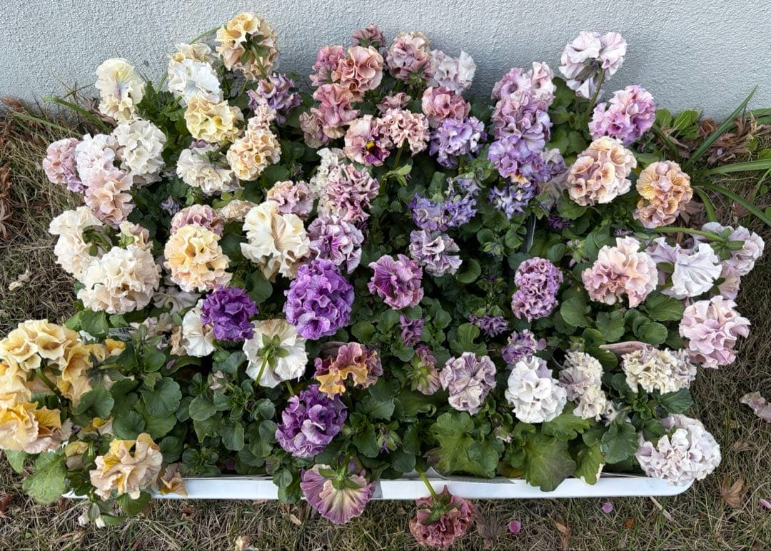 アントワネットとロココ　合計20個