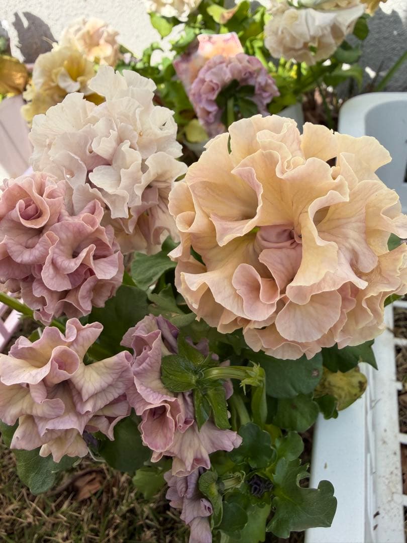 アントワネットとロココ　合計20個