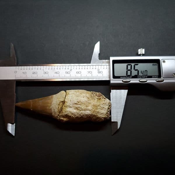 美品 歯根付き モササウルス 化石 本物 モロッコ産 85.40mm mos9