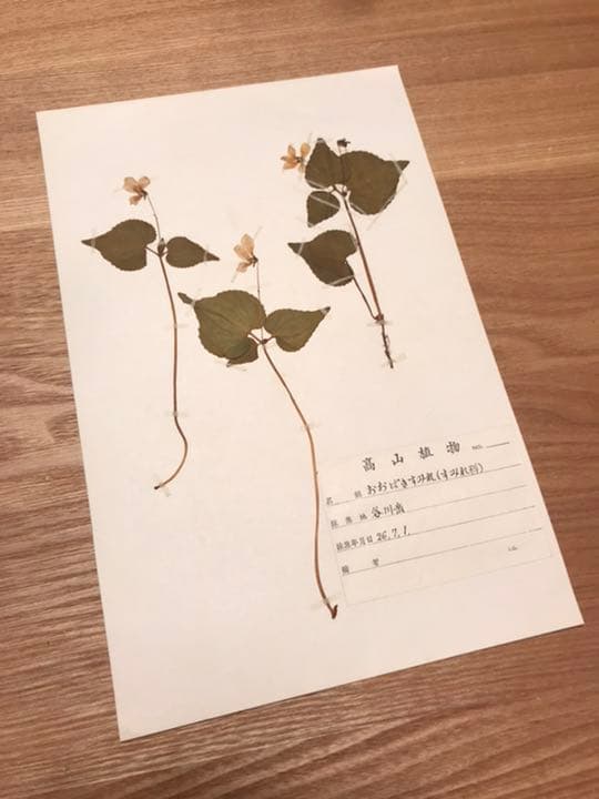アンティーク　植物標本　高山植物　全57種