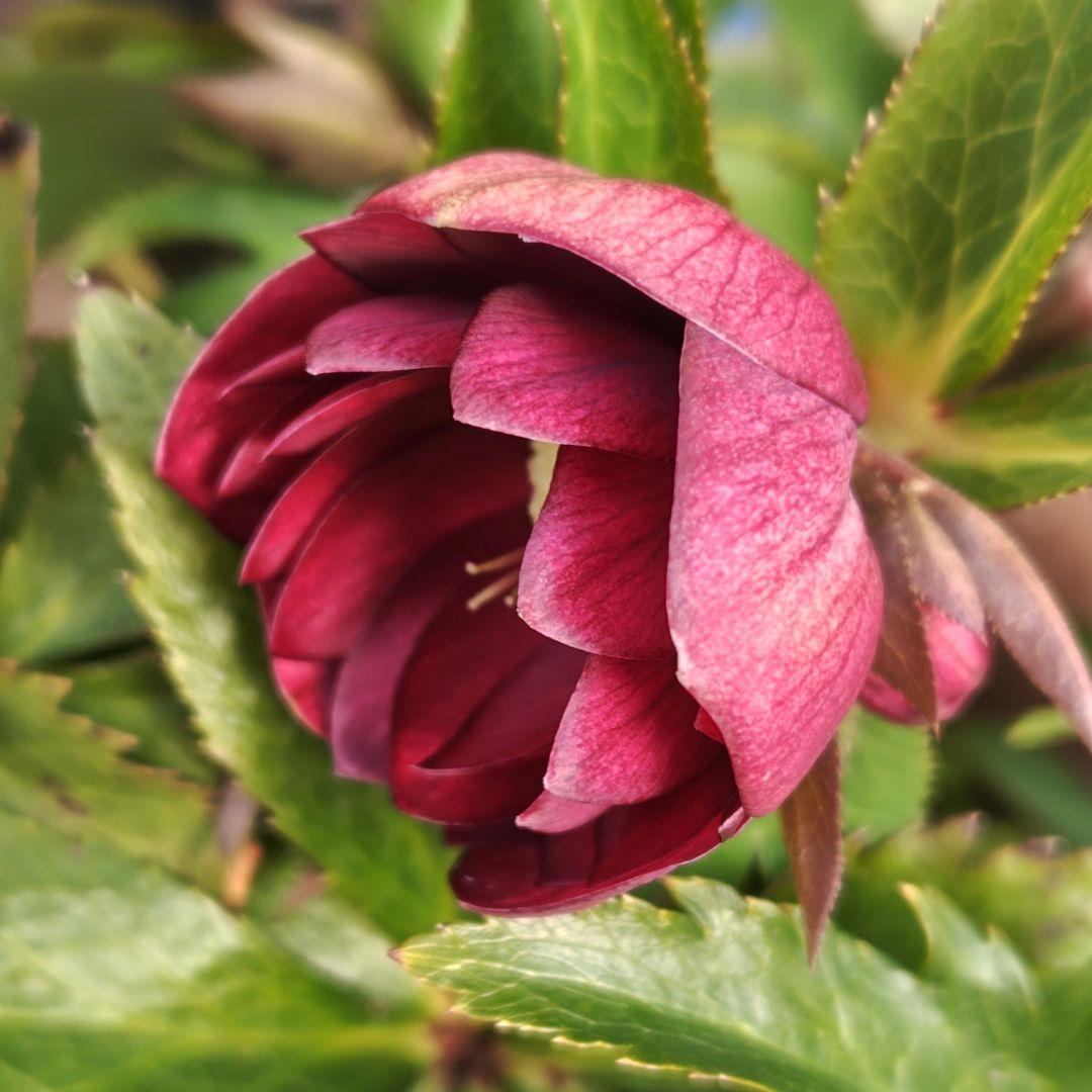 ま*️様 クリスマスローズ 加藤農園 キラメキ☆ 株分け
