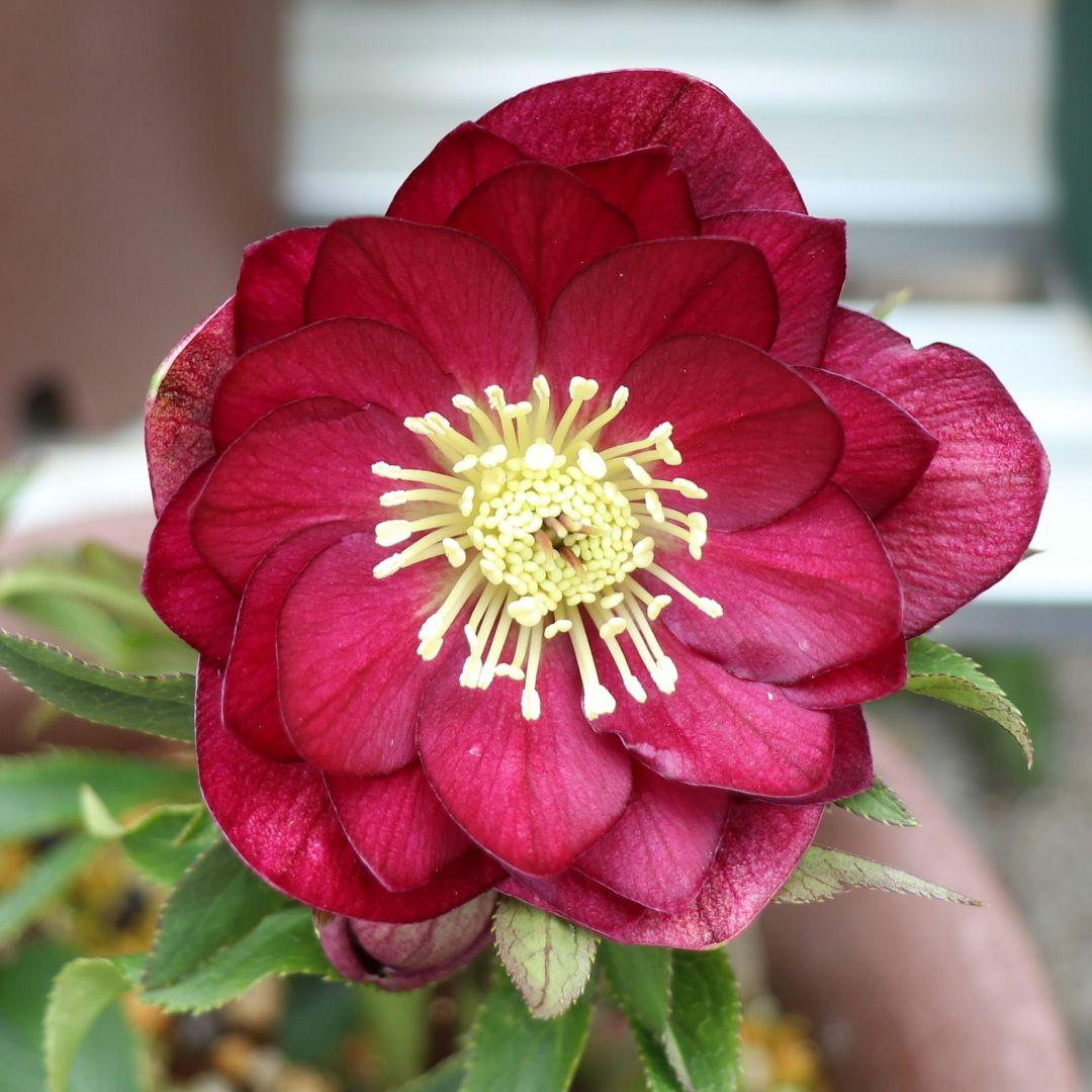 ま*️様 クリスマスローズ 加藤農園 キラメキ☆ 株分け