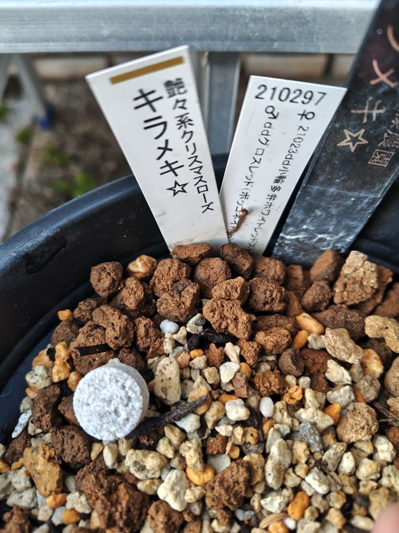 ま*️様 クリスマスローズ 加藤農園 キラメキ☆ 株分け