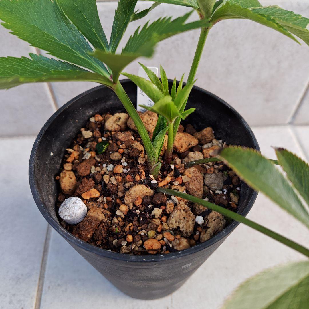 ま*️様 クリスマスローズ 加藤農園 キラメキ☆ 株分け