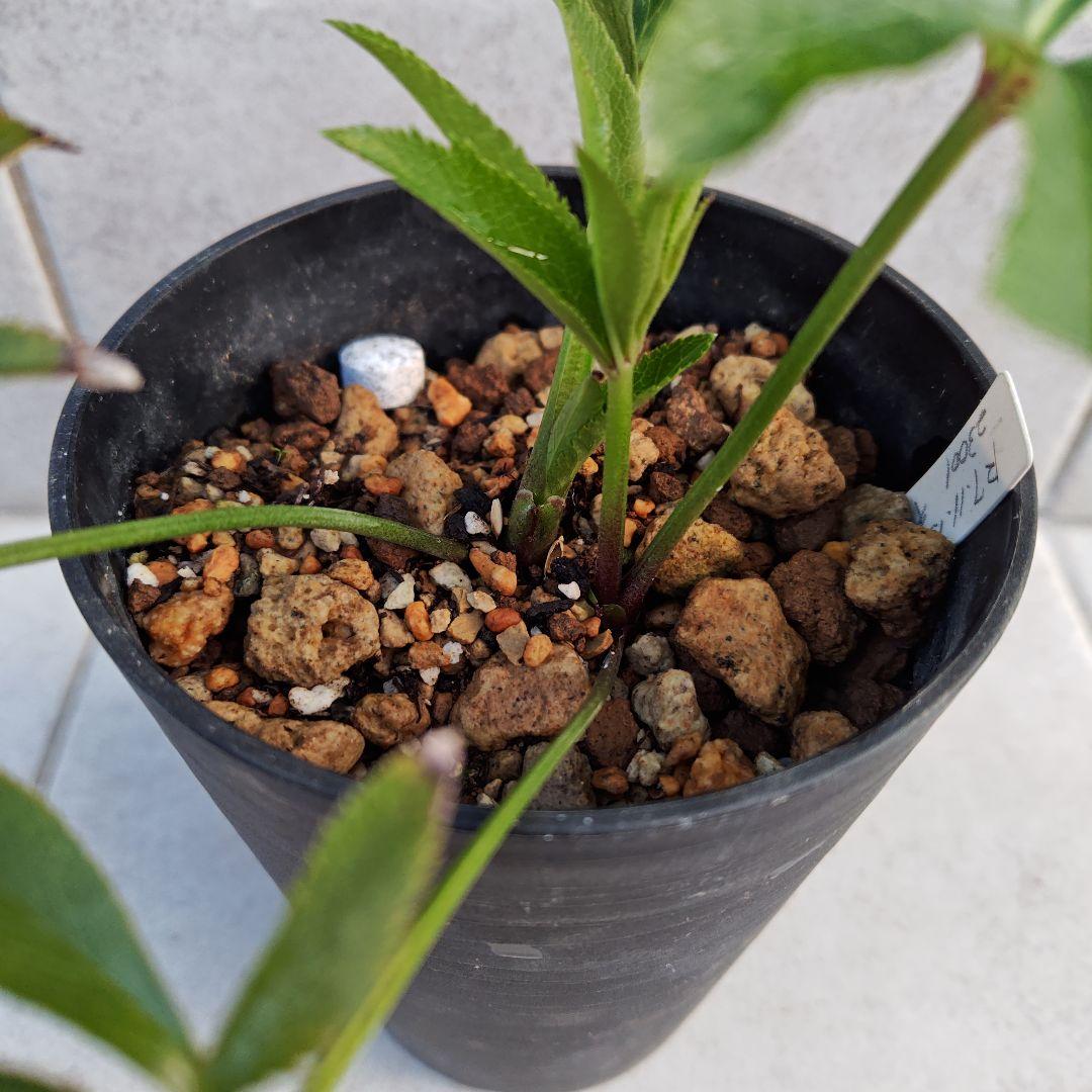 ま*️様 クリスマスローズ 加藤農園 キラメキ☆ 株分け