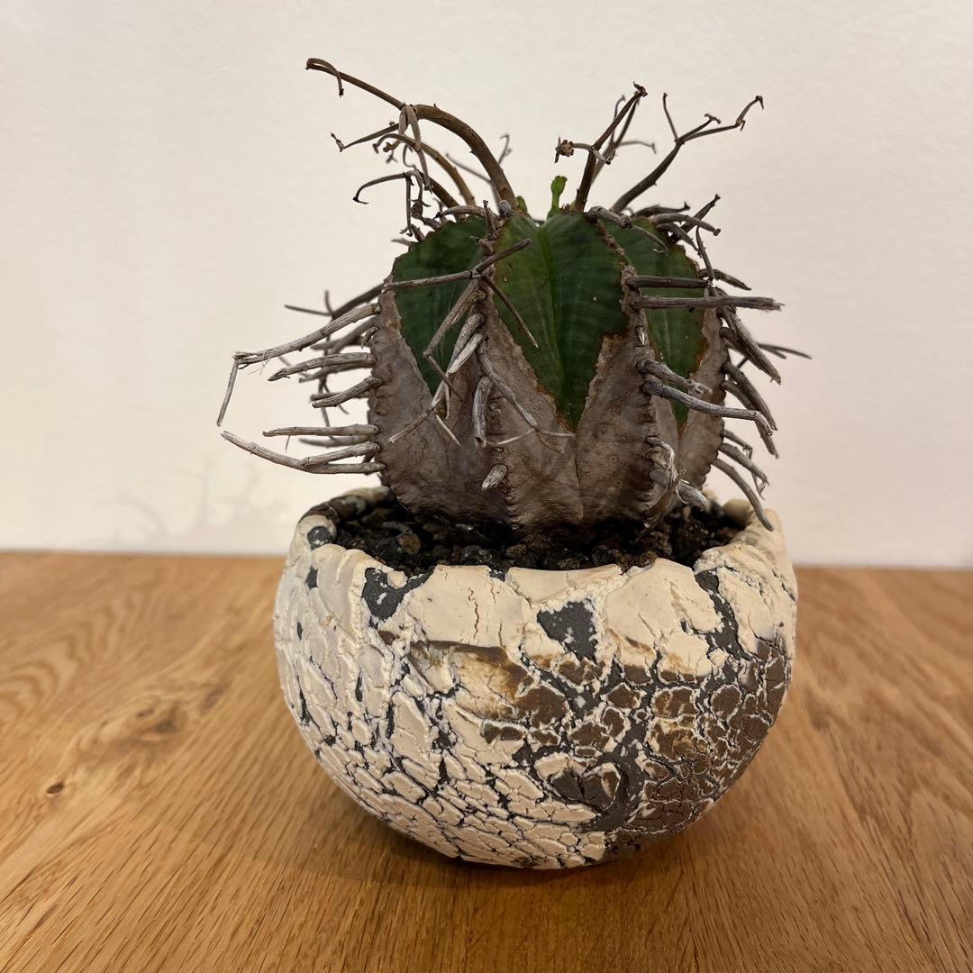 ユーフォルビア　バリダ　【スーパーバリダ】　有名店の株