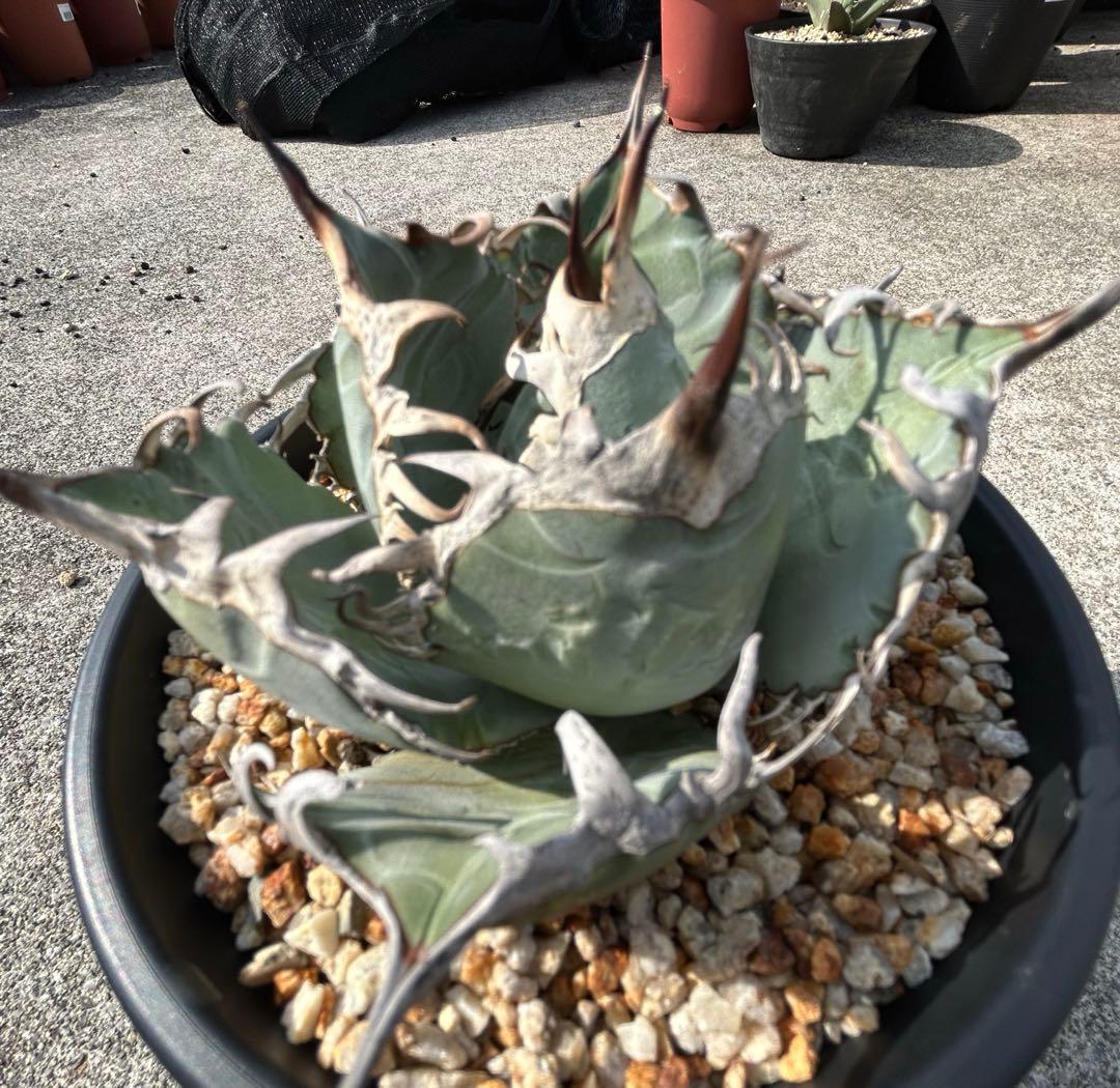 アガベ oaxaca oteroi 青葉 短葉 オアハカ オテロイ