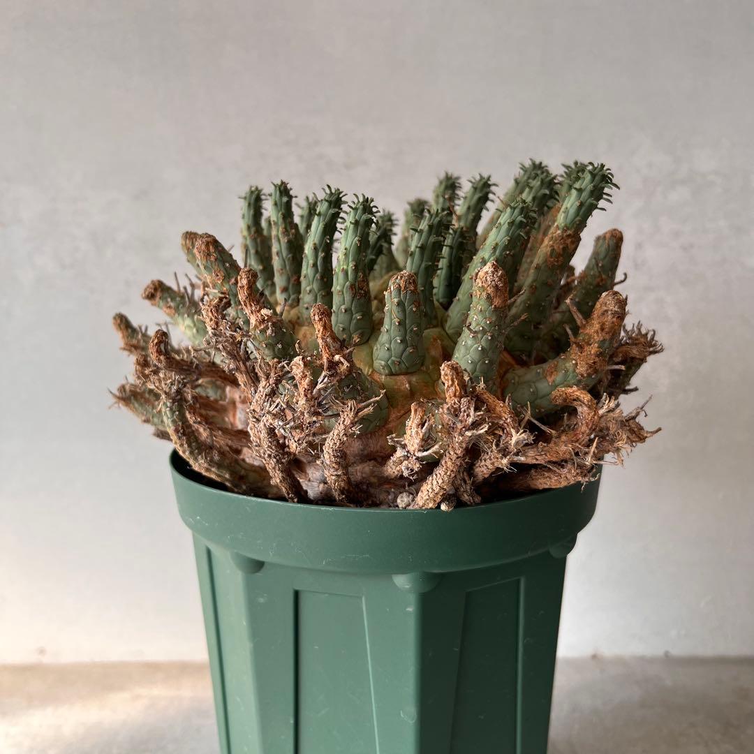 【大株】　ユーフォルビア　フスカ　Euphorbia fusca 発根済み