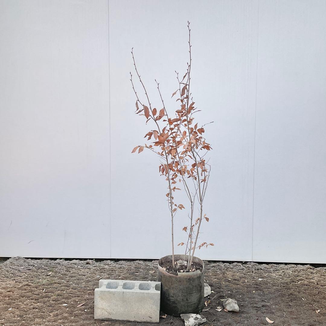 ヤマコウバシ/ 1038