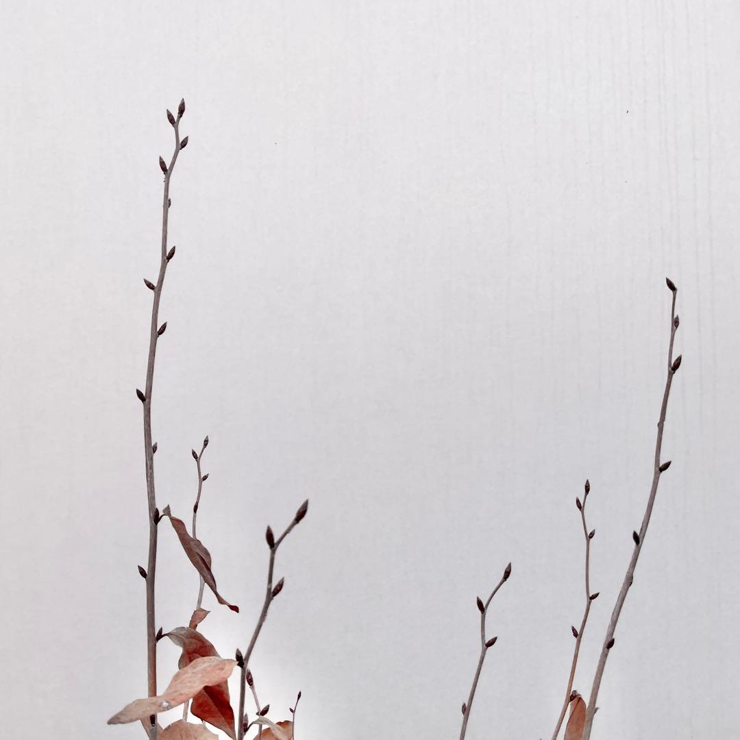 ヤマコウバシ/ 1038