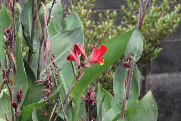 【箱付き】 SIGMA 100-400mm F5-6.3 DG Canon EF