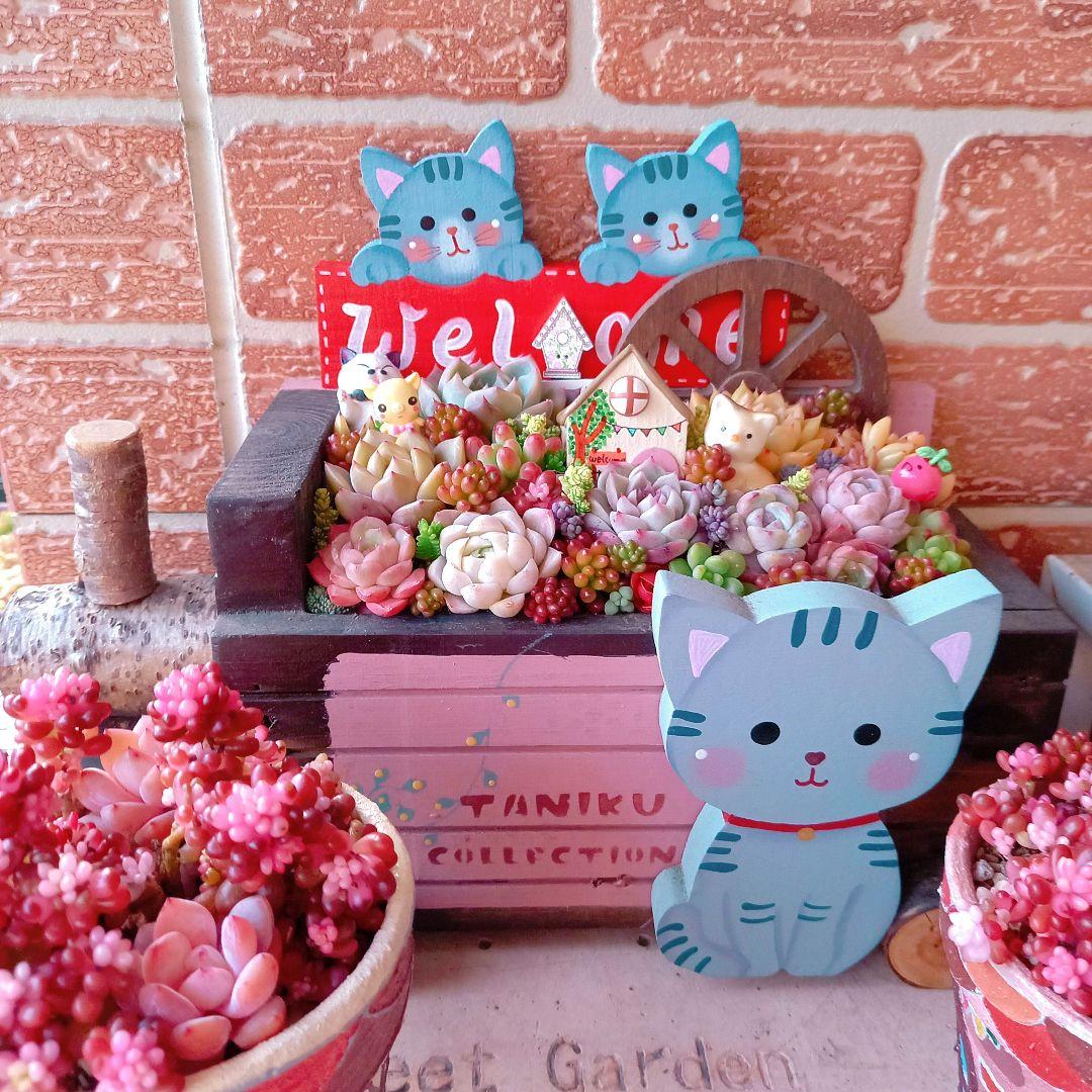 ❤️多肉植物❤️そのまま飾れる寄せ植え❤️サバトラねこちゃん~❤️