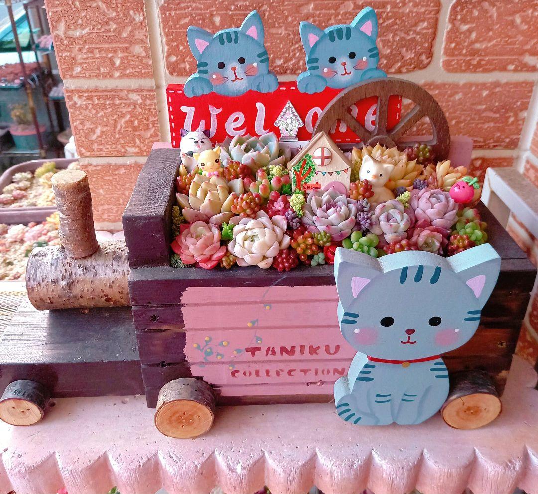 ❤️多肉植物❤️そのまま飾れる寄せ植え❤️サバトラねこちゃん~❤️