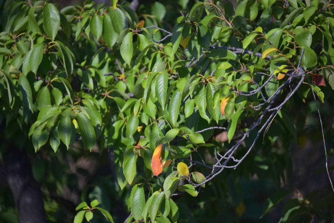 レンズ(単焦点) Nikon Reflex Nikkor C 500mm F8 #7608