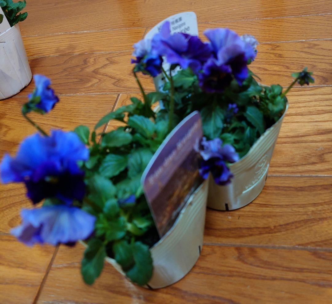 寄せ植え花　すみれ図鑑　あ美ページ