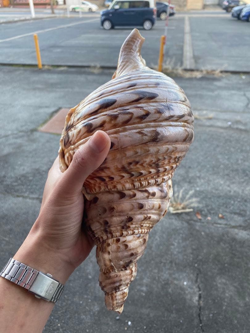 法螺貝　ホラ貝　35cm 936グラム