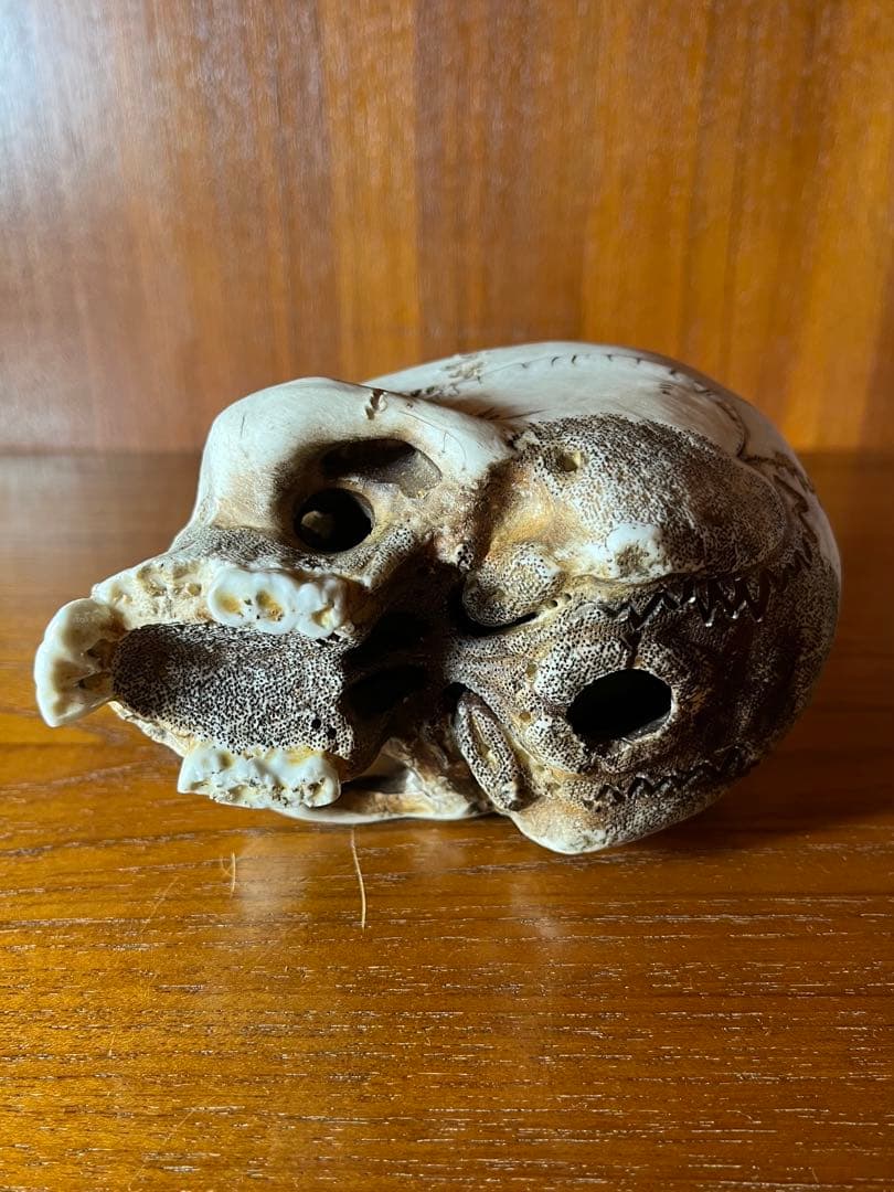 髑髏　骸骨　スカル　野晒し　陶器　昭和　骨董　アンティーク　ビンテージ　中