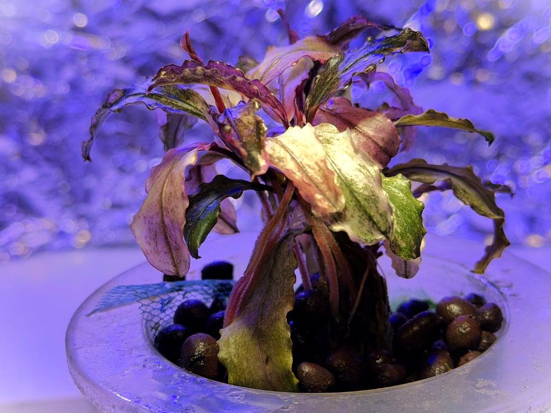 Bucephalandra spブセファランドラsp. ヴァリエガータ・クランプ