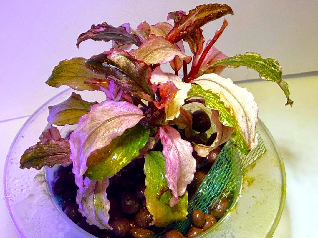 Bucephalandra spブセファランドラsp. ヴァリエガータ・クランプ