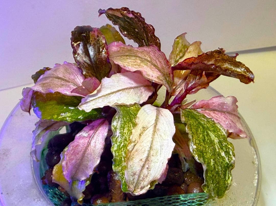 Bucephalandra spブセファランドラsp. ヴァリエガータ・クランプ