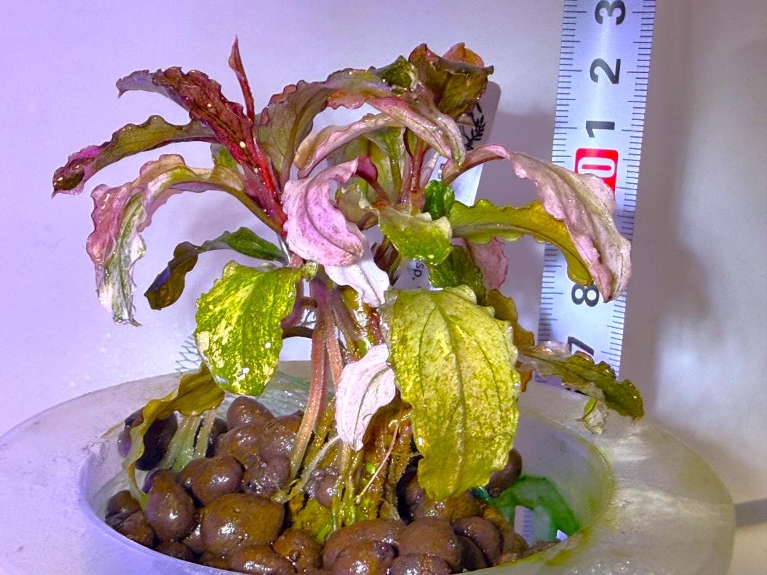 Bucephalandra spブセファランドラsp. ヴァリエガータ・クランプ