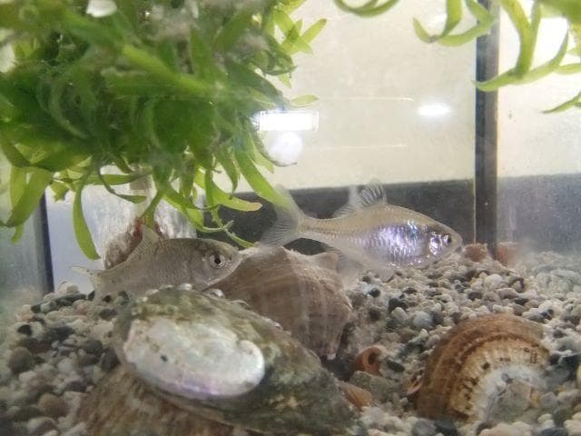 和竿　竹竿　タナゴ竿　古竹矢竹60－Ⅾ12