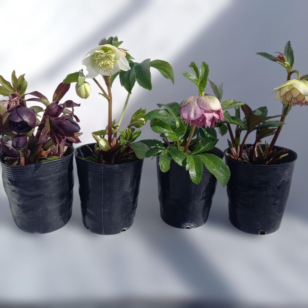 専用、お買い得！クリスマスローズ5個セット