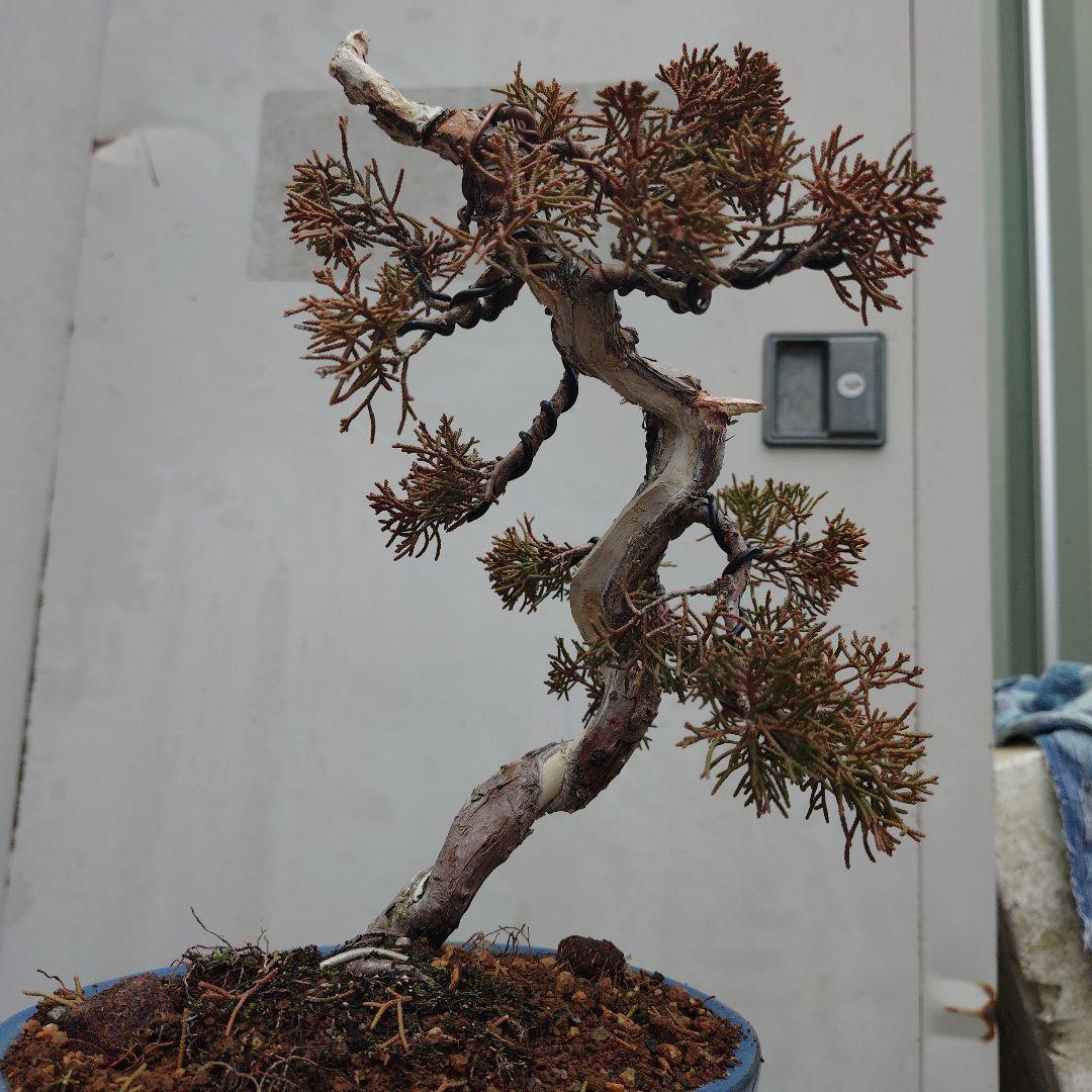 真柏（糸魚川）