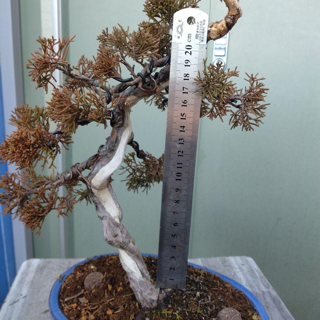 真柏（糸魚川）