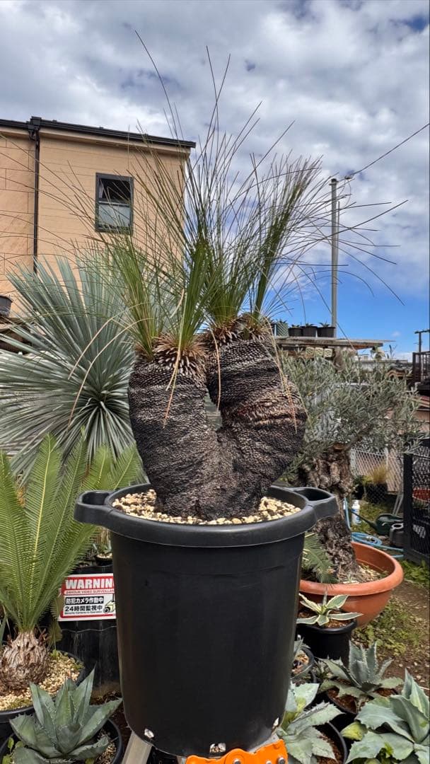 Xanthorrhoea ブラックボーイ クサントロエア ジョンソニー オージー