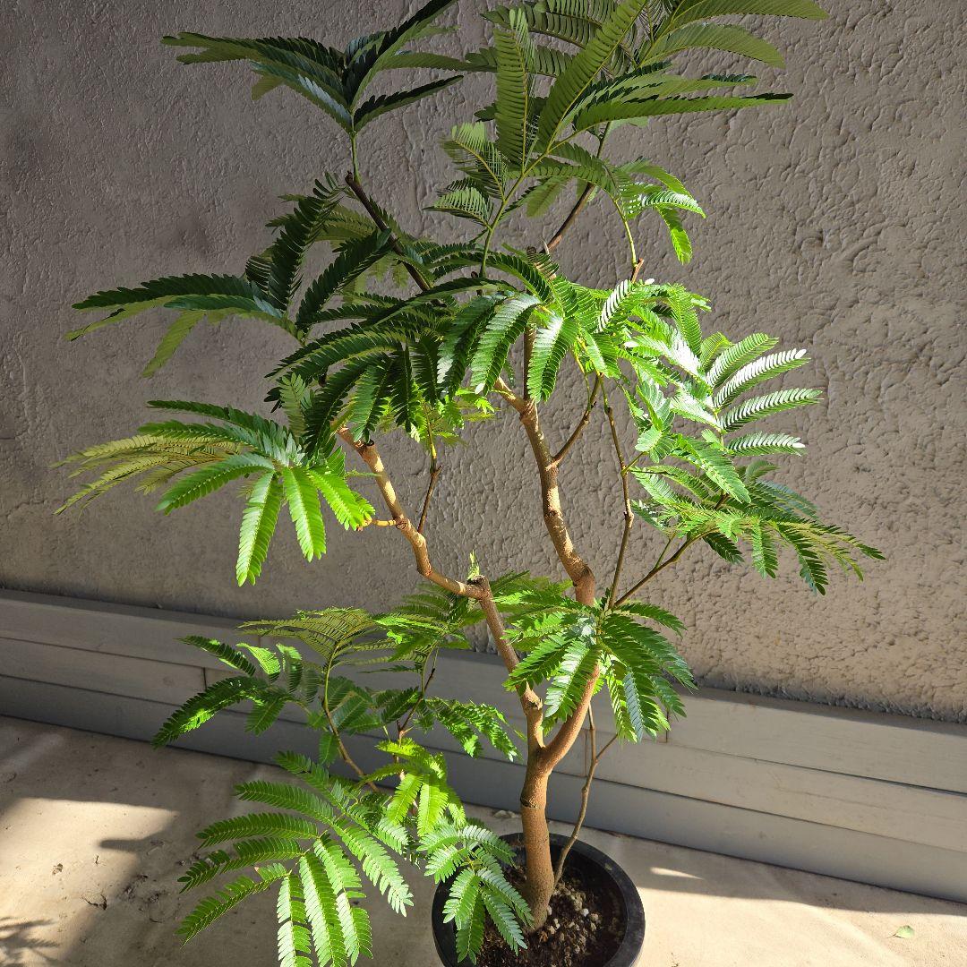 ⑭　エバーフレッシュ　８号　最高等級極上品‼️