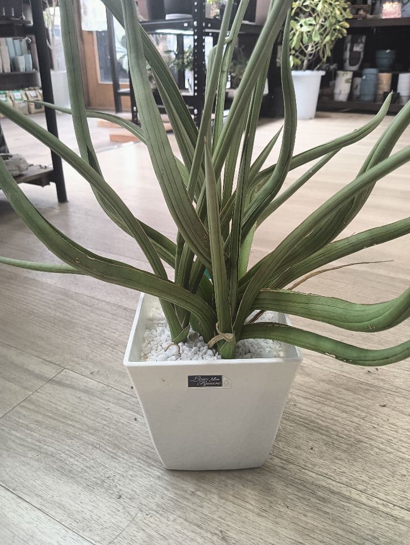 ☆S-32 超希少 特大 標本級ダンシングドラゴン ベアルート