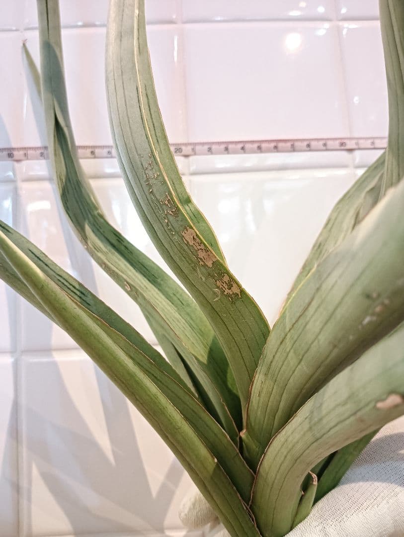 ☆S-32 超希少 特大 標本級ダンシングドラゴン ベアルート