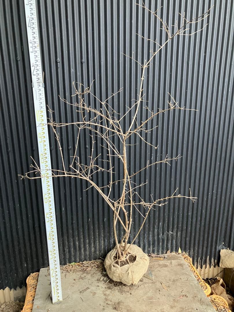 山採り　ウグイスカグラ